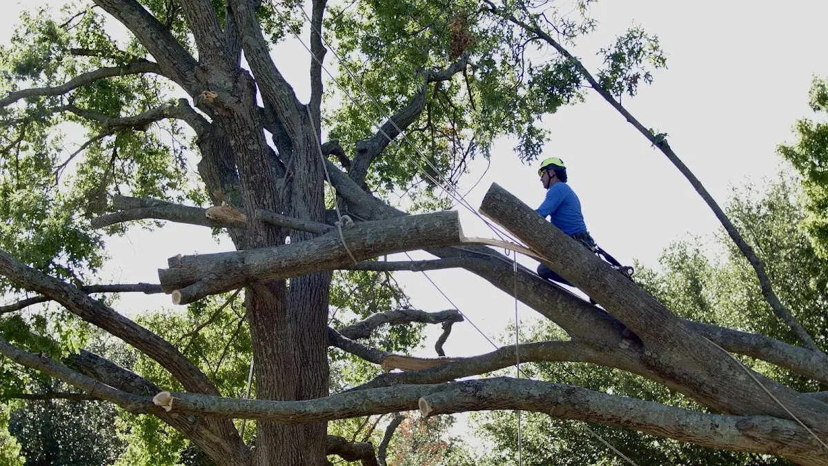 Professional Crown Thinning performed by certified arborists in Lowry