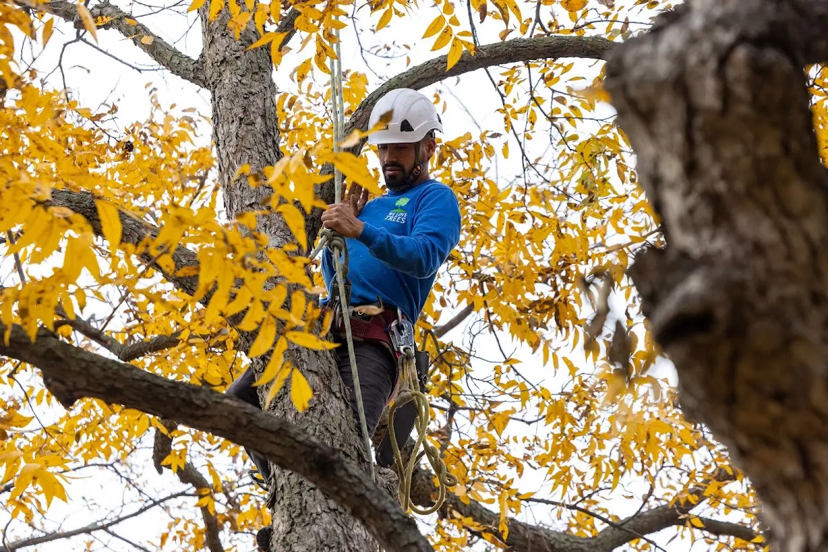 Skilled Tree Transplanting crew working in Lowry